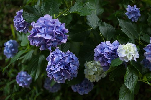 SIGMA 30mm F1.4 DC HSM