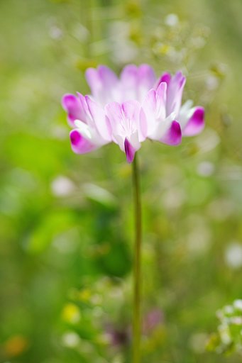 SIGMA dpquattro 50 2.8