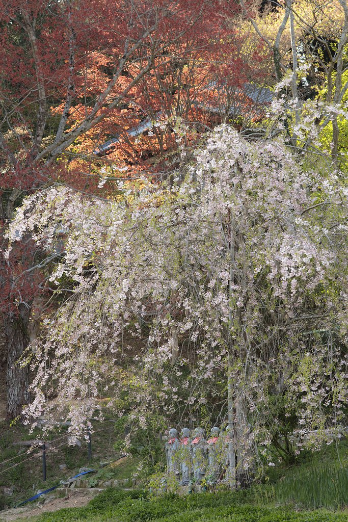 しだれ桜と共に、、、