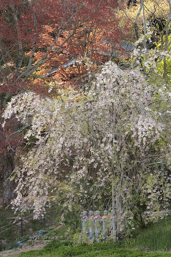 しだれ桜と共に、、、