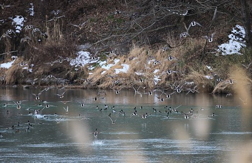 群れ立つ鳥は夢を呼ぶ