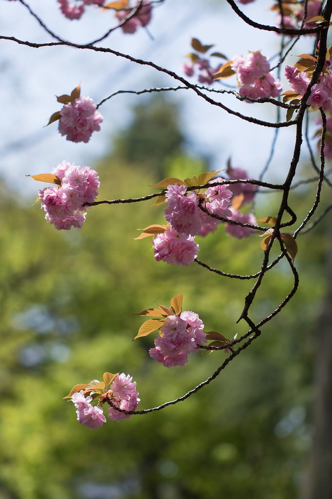 EF100mm F2.8 L MACRO