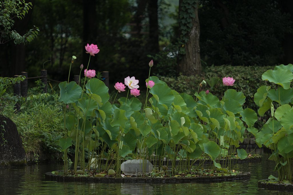 EF70-200mm F2.8 L
