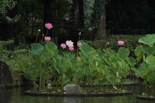 EF70-200mm F2.8 L