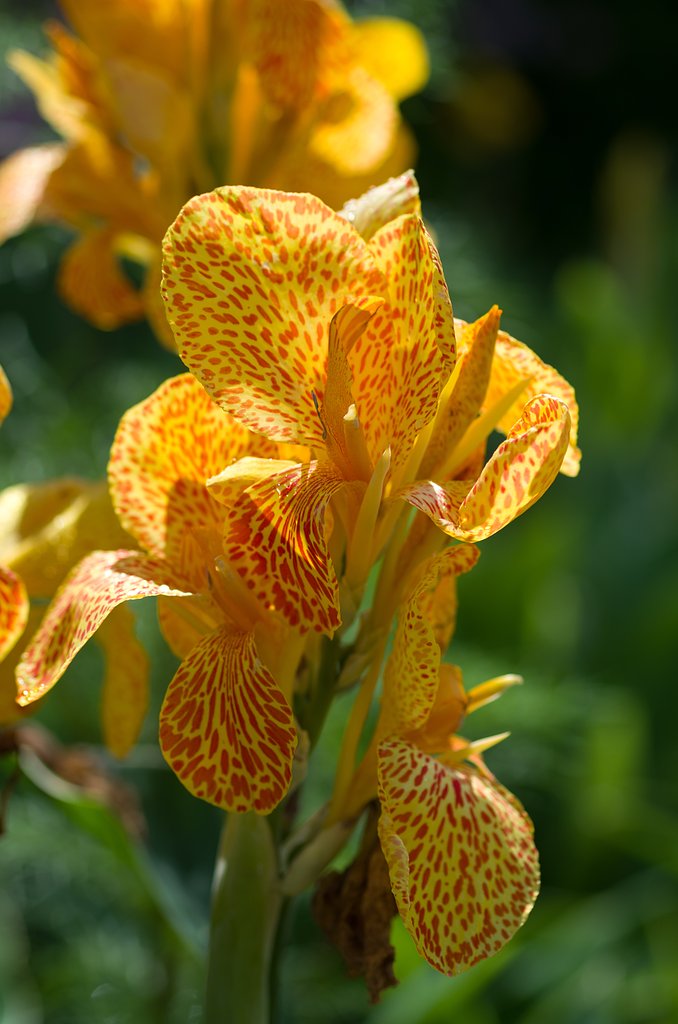 SIGMA MACRO 70mm F2.8