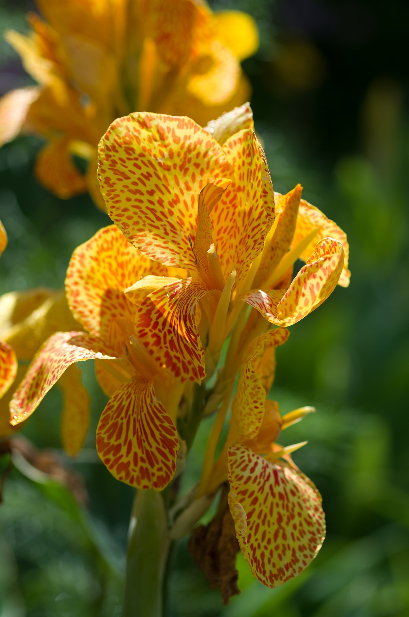 SIGMA MACRO 70mm F2.8