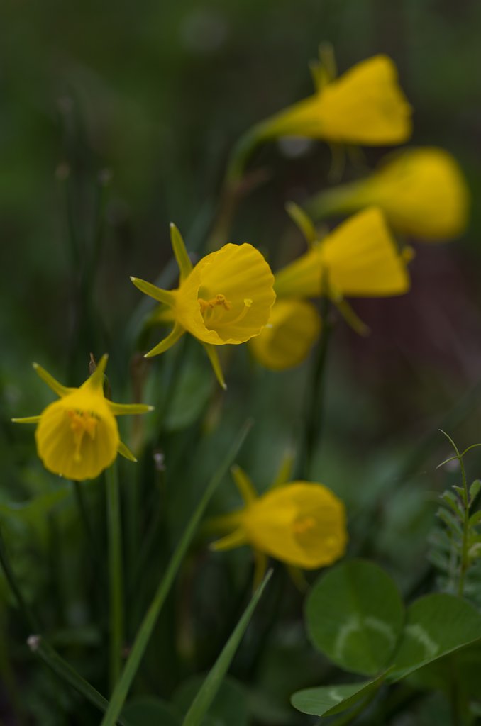 PENTAX-D FA MACRO 100mm F2.8