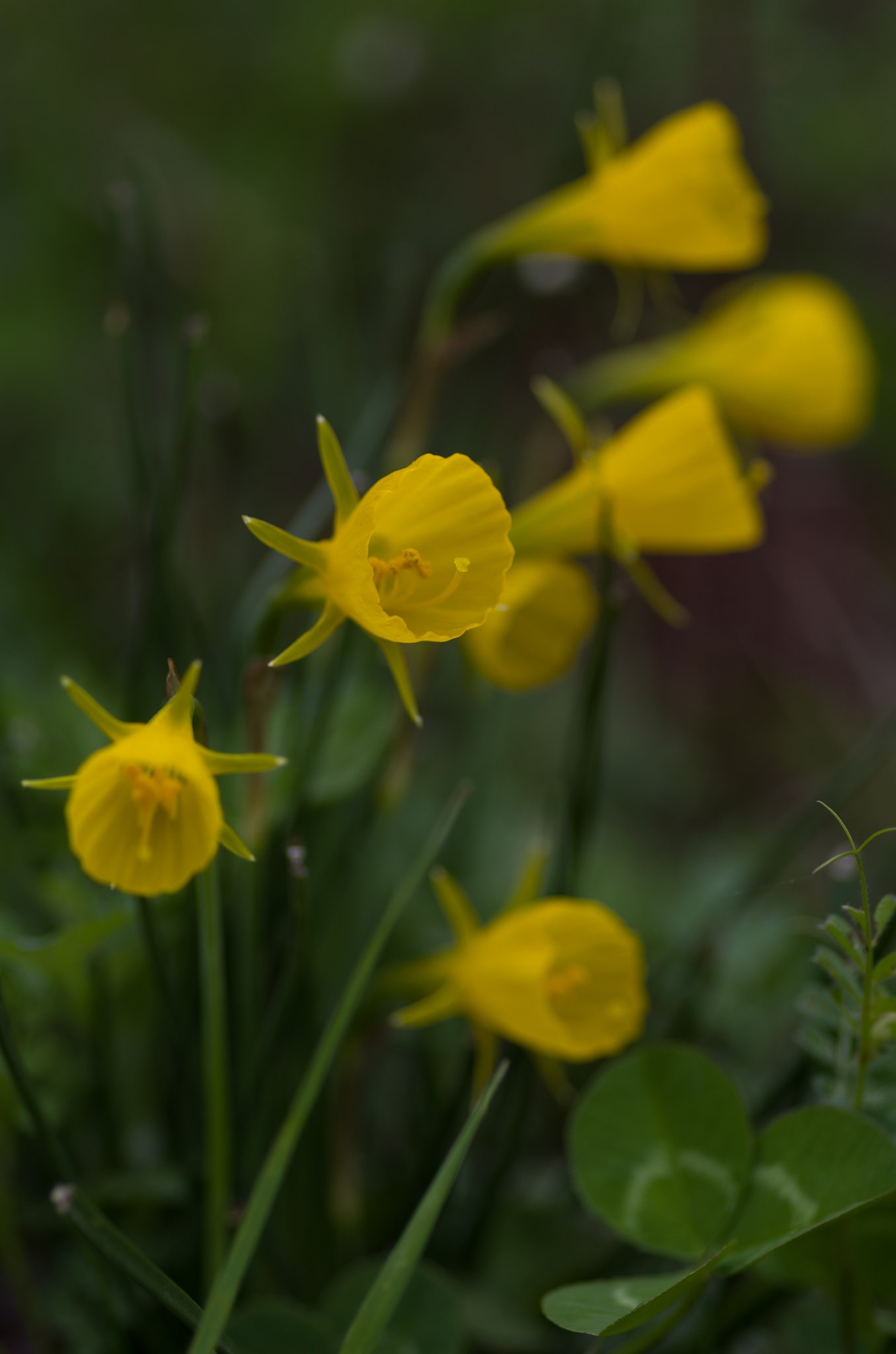 PENTAX-D FA MACRO 100mm F2.8