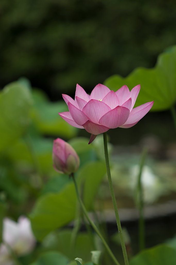 EF70-200mm F2.8 L