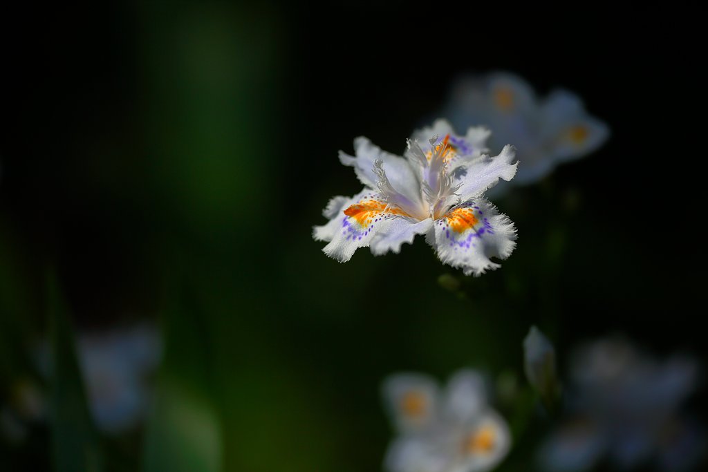 胡蝶花