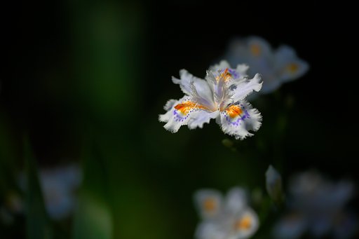 胡蝶花
