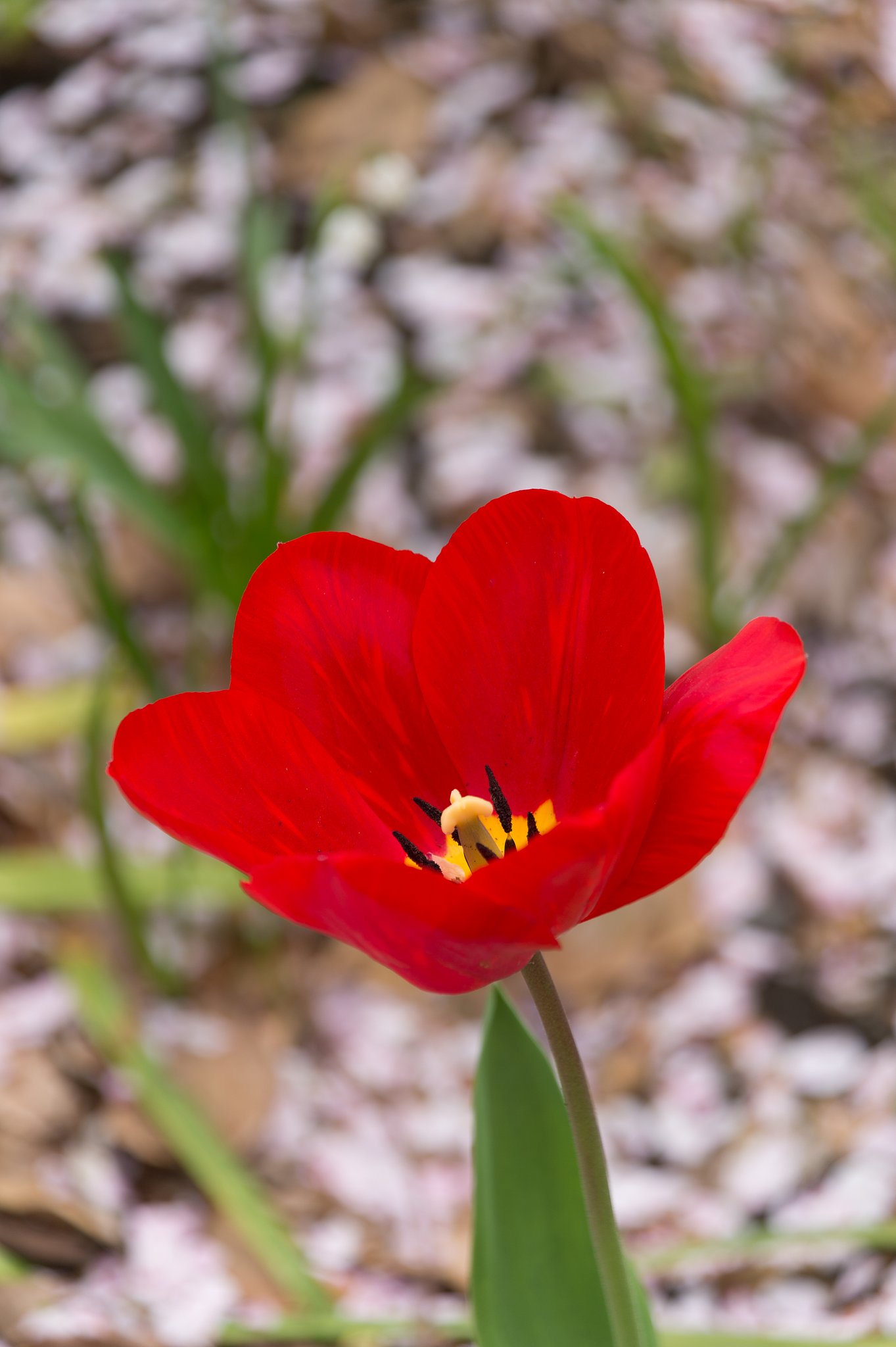 TAMRON 28-300mm F3.5-6.3 VC