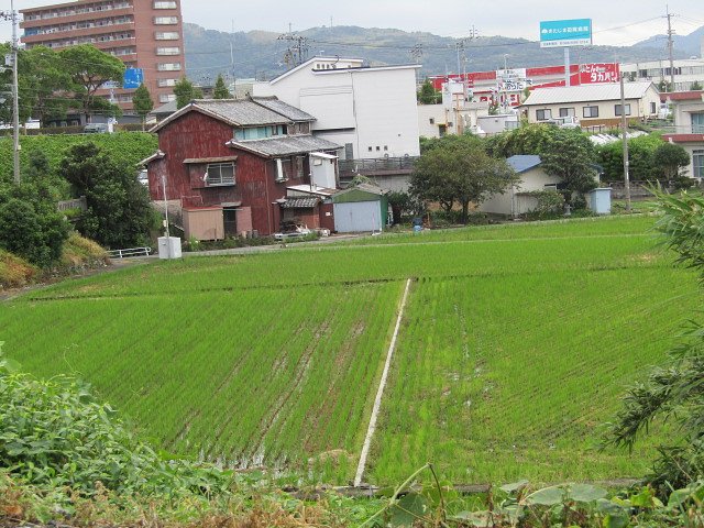 稲穂のある風景