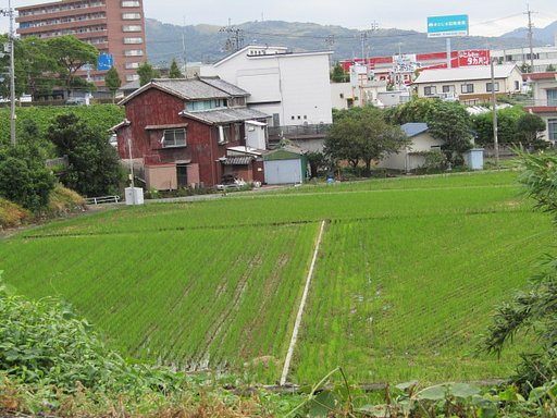 稲穂のある風景