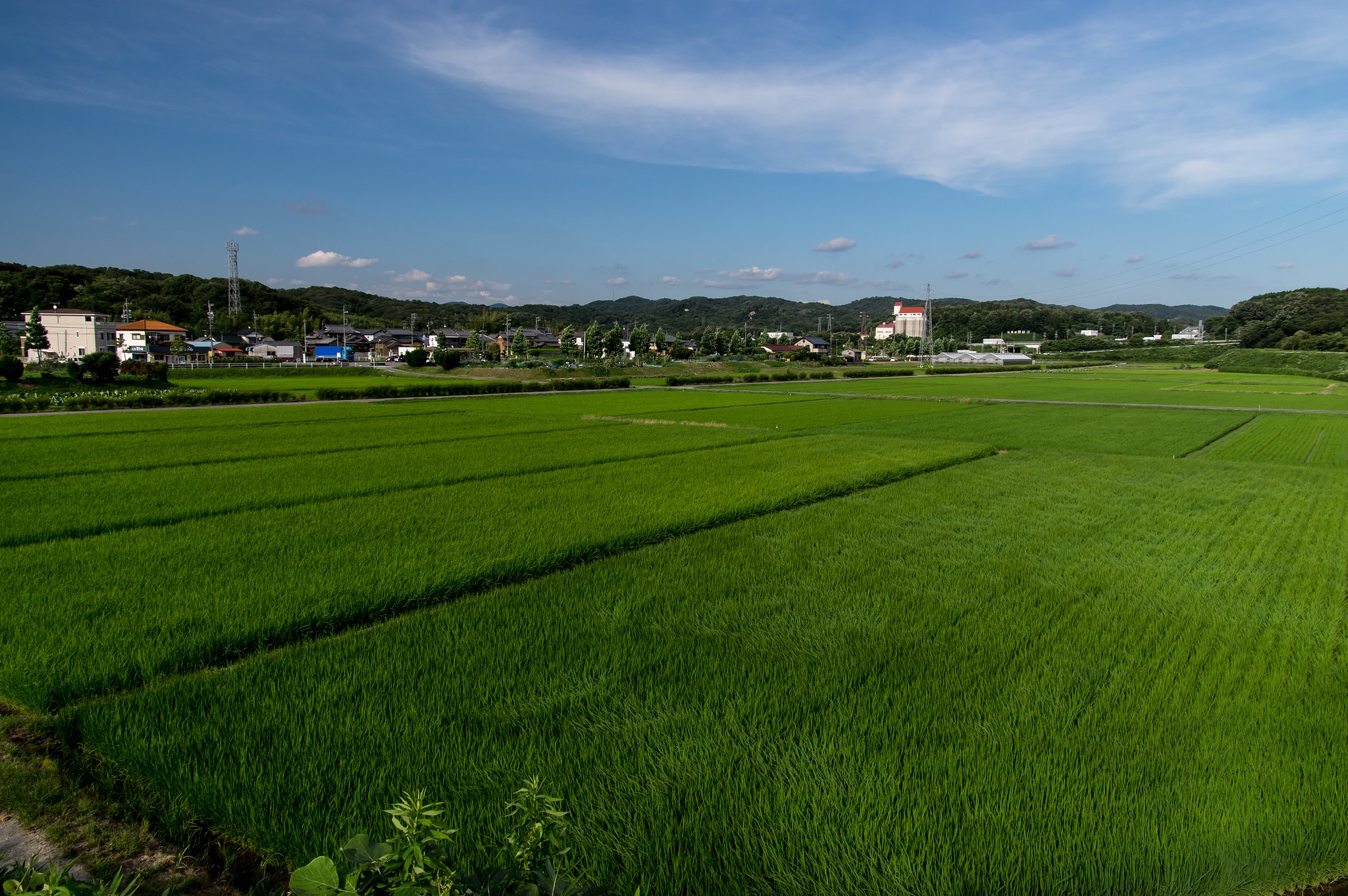 夏風そよぐ