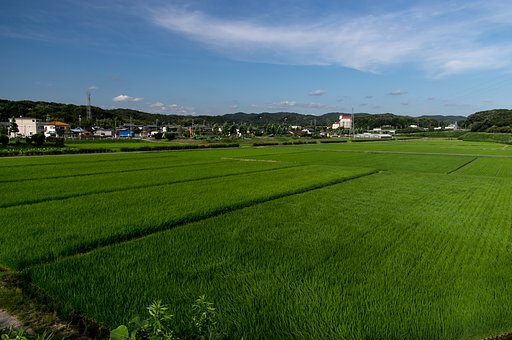 夏風そよぐ