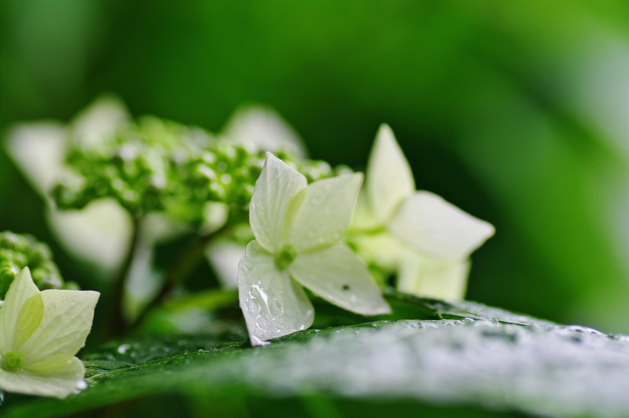 雨の紫陽花