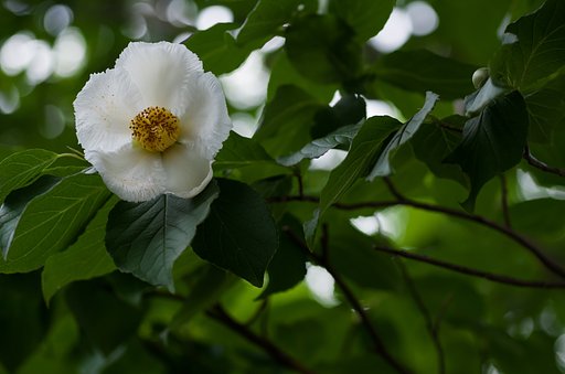 SIGMA MACRO 70mm F2.8