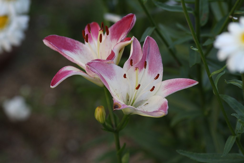 百合