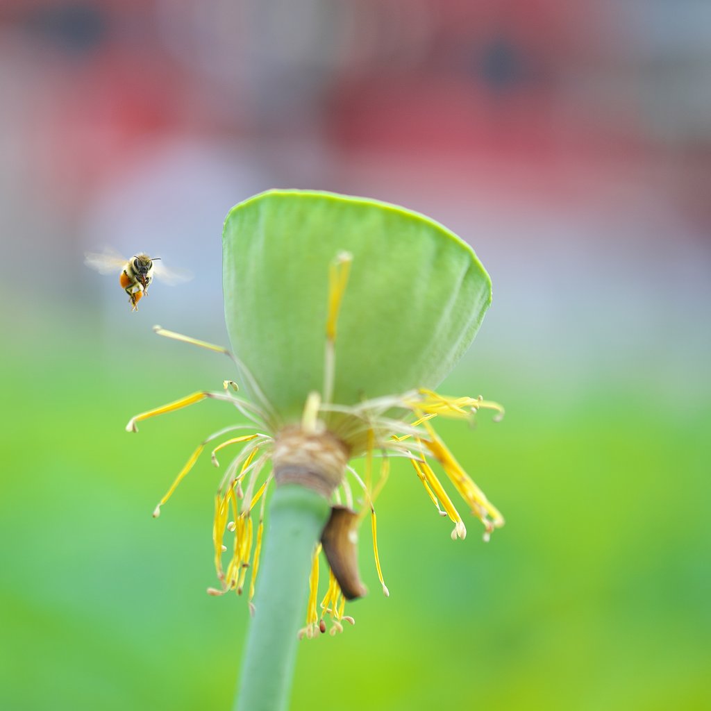 花托で一休み、するべ