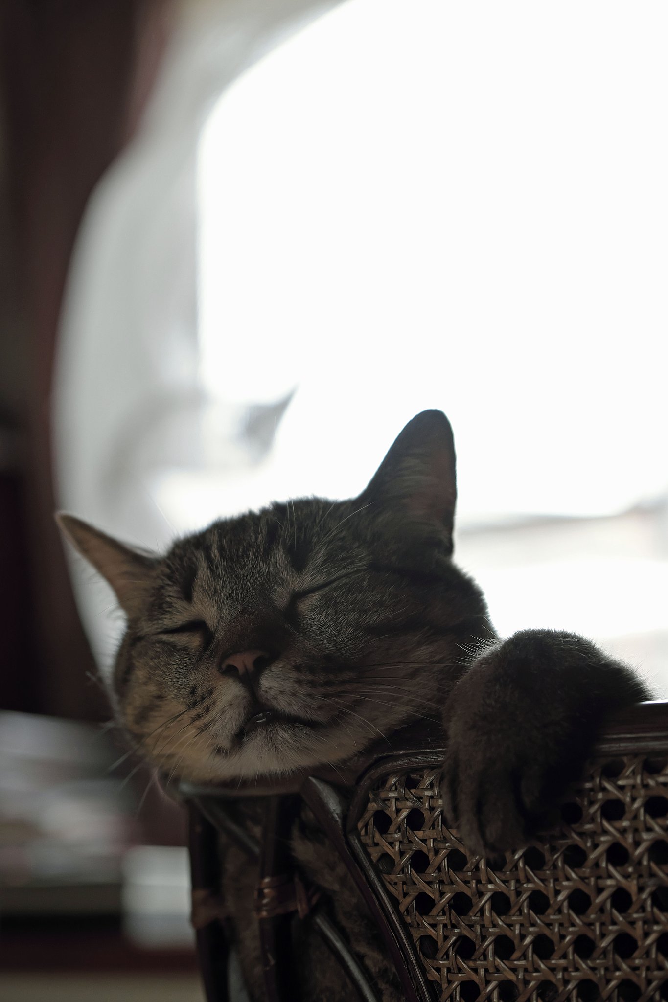 ねこ