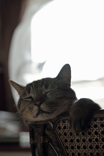 ねこ