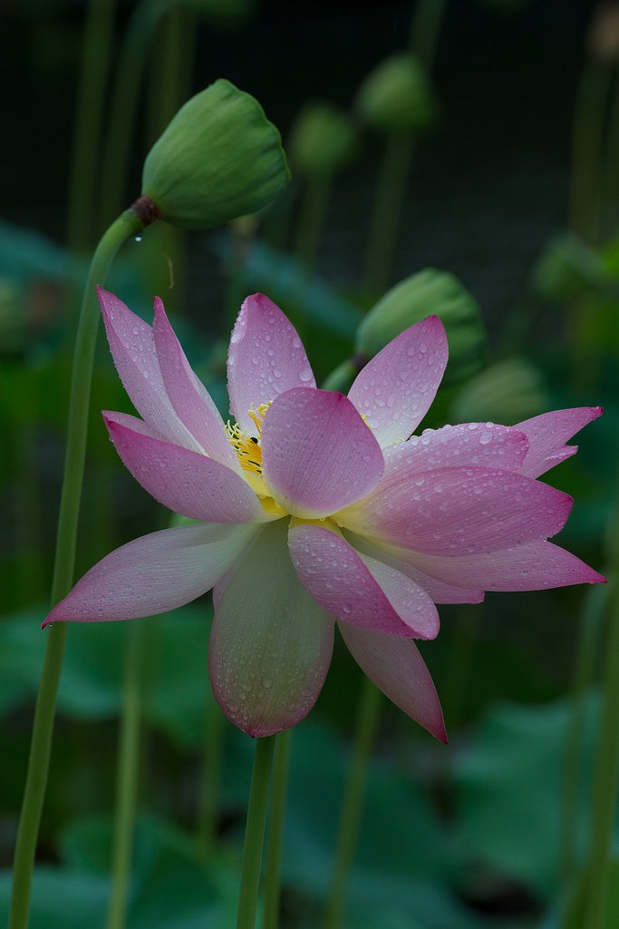 EF100-400mm F4.5-5.6 L IS