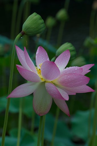 EF100-400mm F4.5-5.6 L IS
