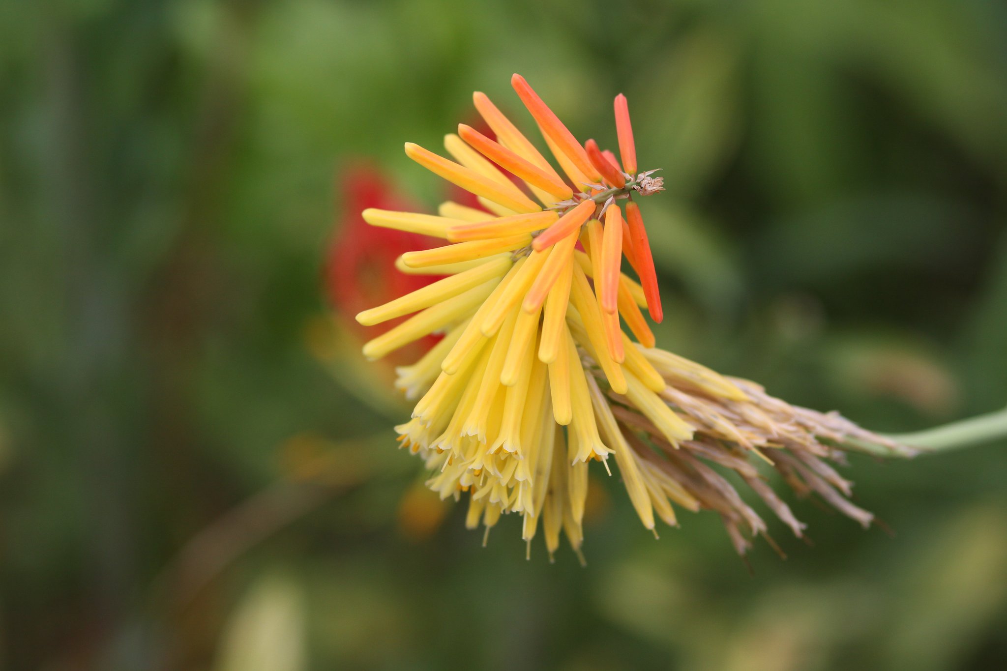 アロエの花