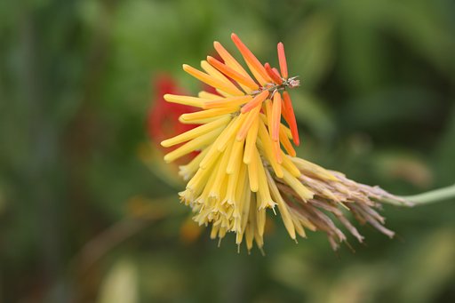 アロエの花