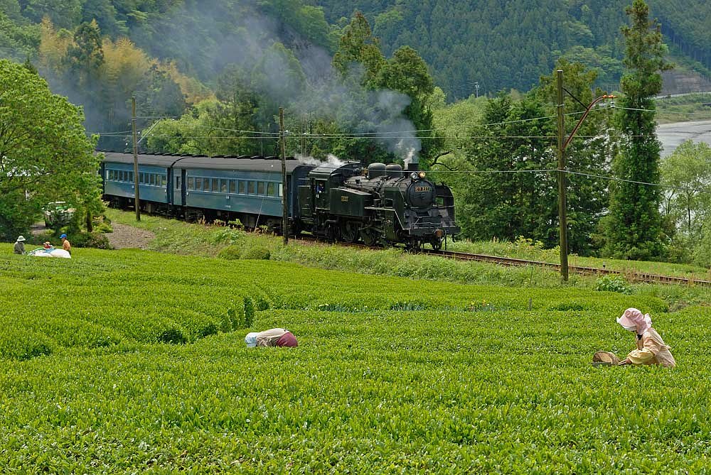 茶摘の頃