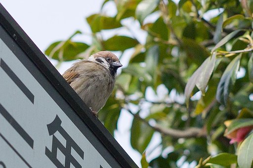 【古】事記に登場