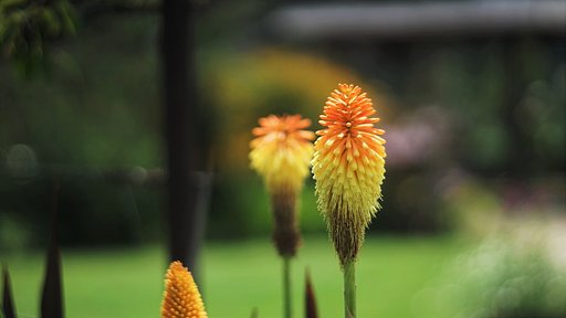 夏の花