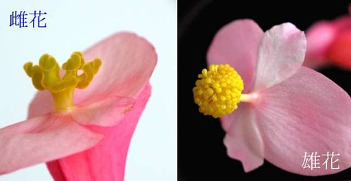 ベゴニアの花