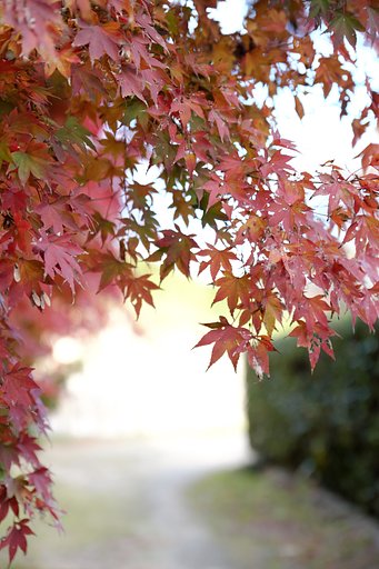 紅葉