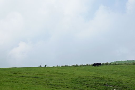 ７月の丘