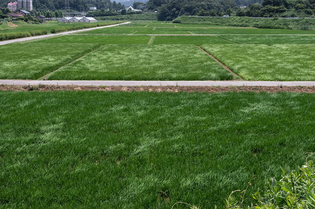 夏風の通り道