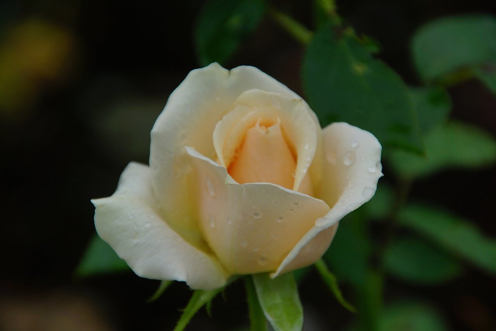 薔薇