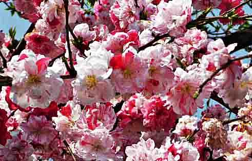 花桃～Ⅱ