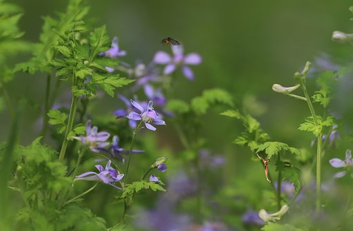 芹葉飛燕草