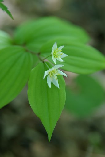 木陰のチゴユリ