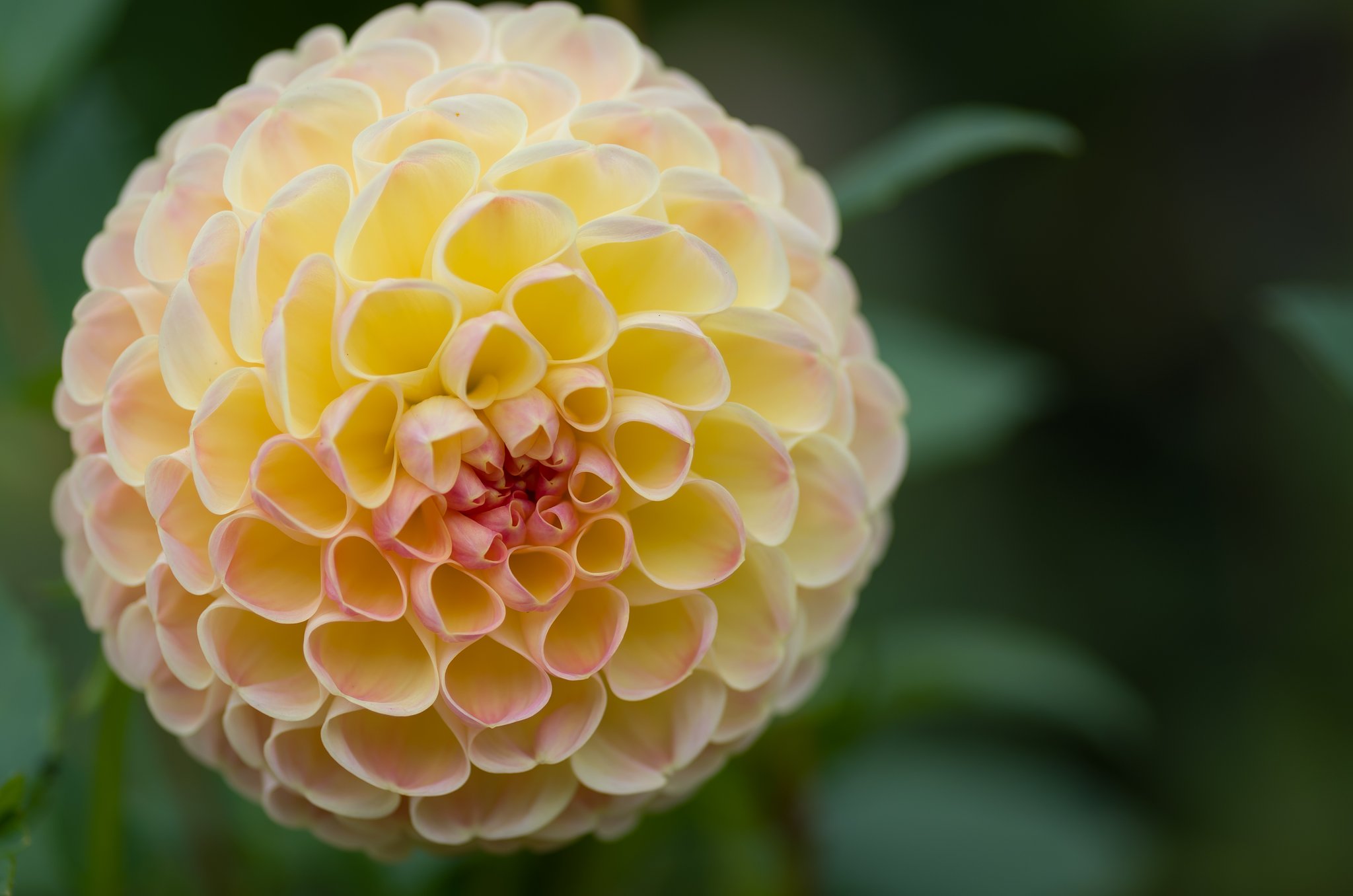 PENTAX-D FA MACRO 100mm F2.8 