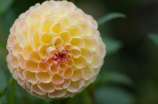 PENTAX-D FA MACRO 100mm F2.8 