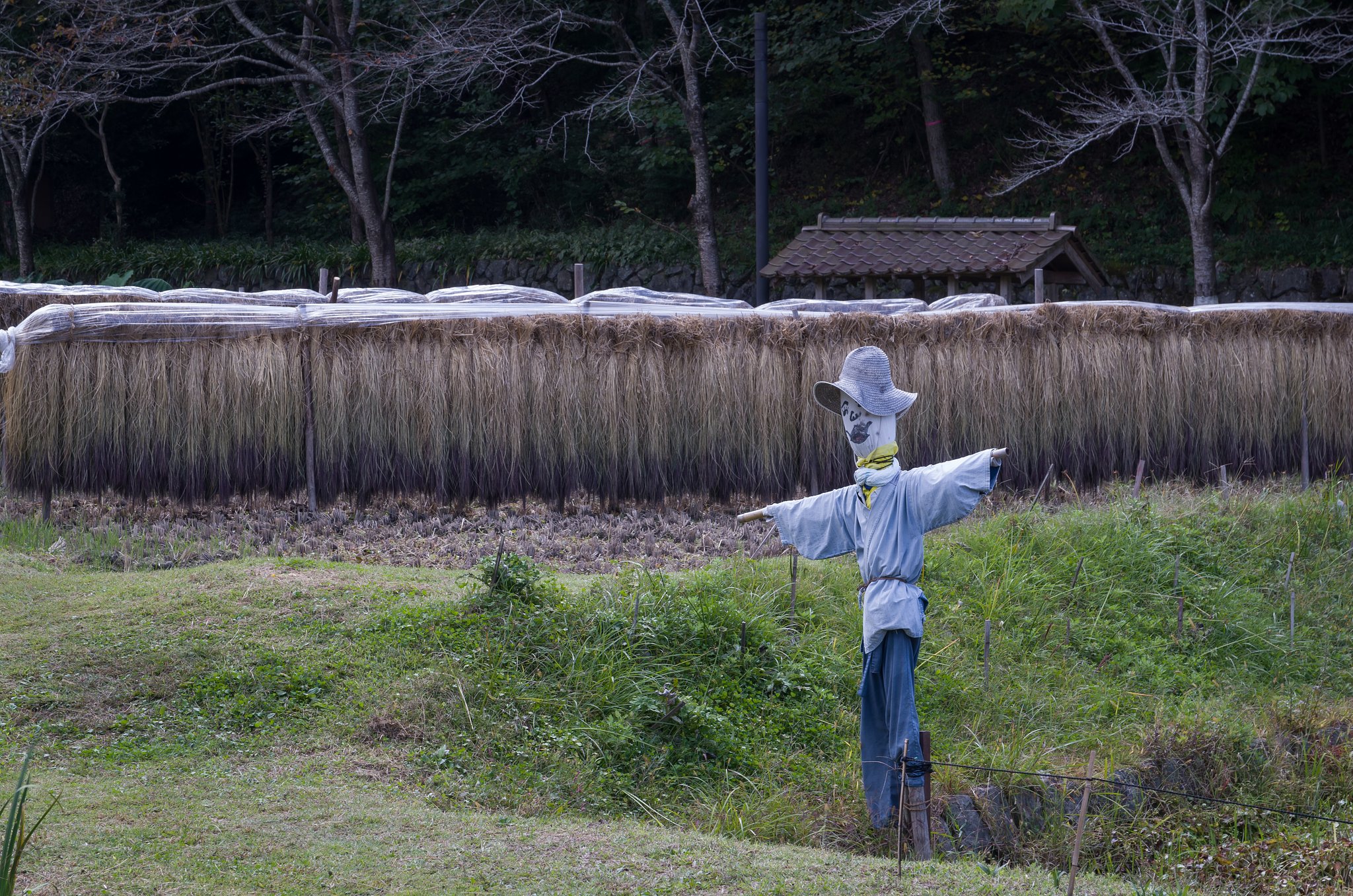 案山子
