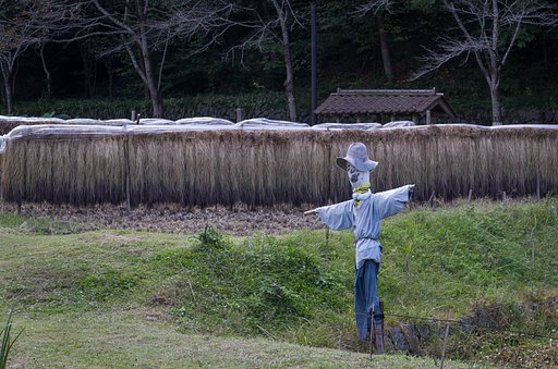 案山子