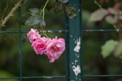 PENTAX-D FA MACRO 100mm F2.8 