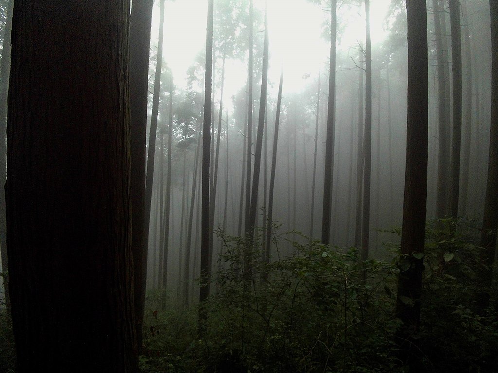 【春夏秋冬】霧
