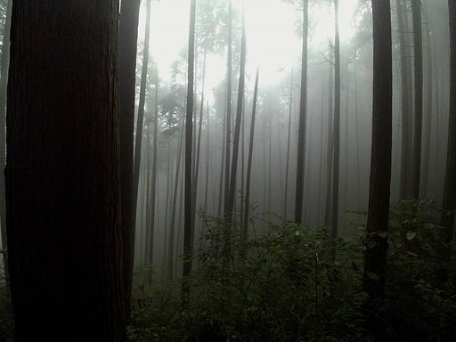 【春夏秋冬】霧
