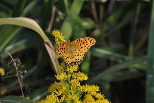 この花も好き