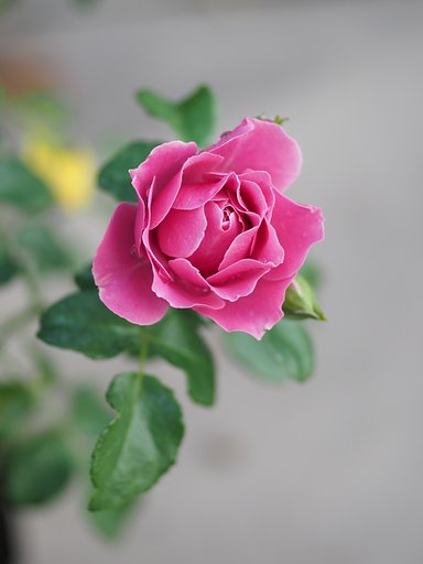 コシナツァイスMP50mm F2
